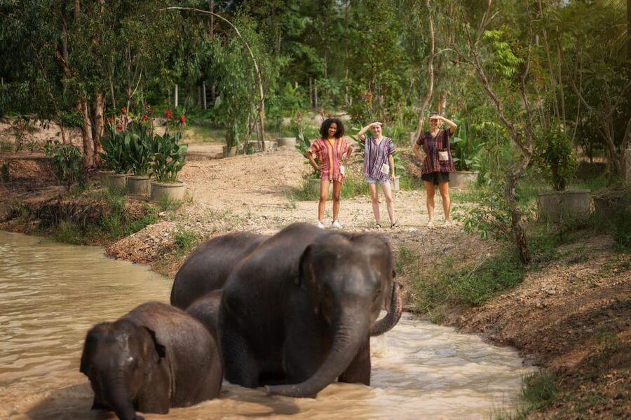 Chiang Mai: Ethical Elephant Encounter Feeding Program - Group size and timing can shape the visit