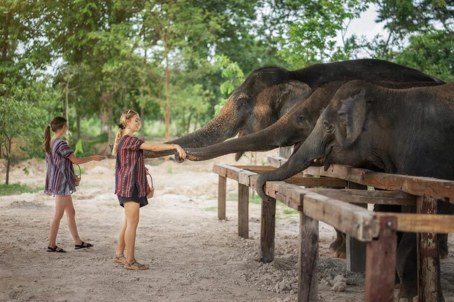 Chiang Mai: Ethical Elephant Encounter Feeding Program - Getting there and planning your return