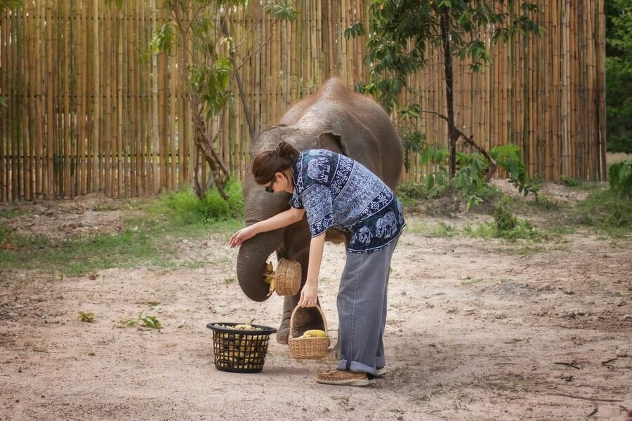 Chiang Mai: Ethical Elephant Encounter Feeding Program - What to bring for comfort