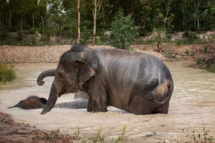 Chiang Mai: Ethical Elephant Encounter Feeding Program - Who will enjoy this Chiang Mai elephant encounter