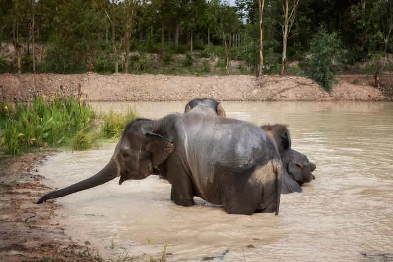 Chiang Mai: Ethical Elephant Encounter Feeding Program - What happens during the one-hour program