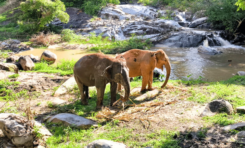 Chiang Mai: Ethical Half Day Elephant Sanctuary & Waterfall - Why Joy Elephant Sanctuary feels different