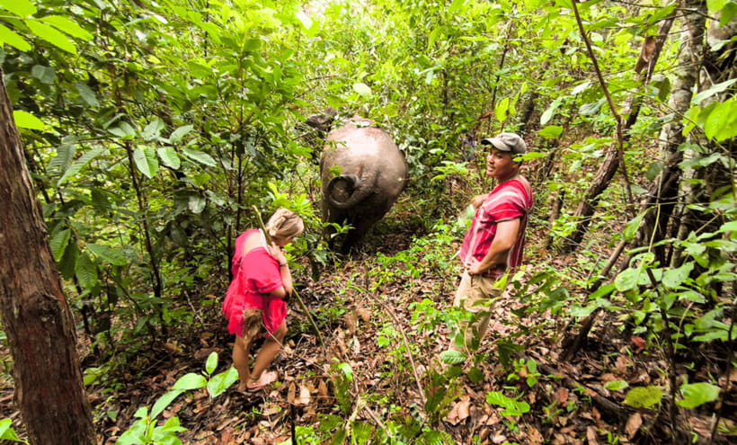 Chiang Mai: Ethical Half Day Elephant Sanctuary & Waterfall - Walking with the herd through the jungle
