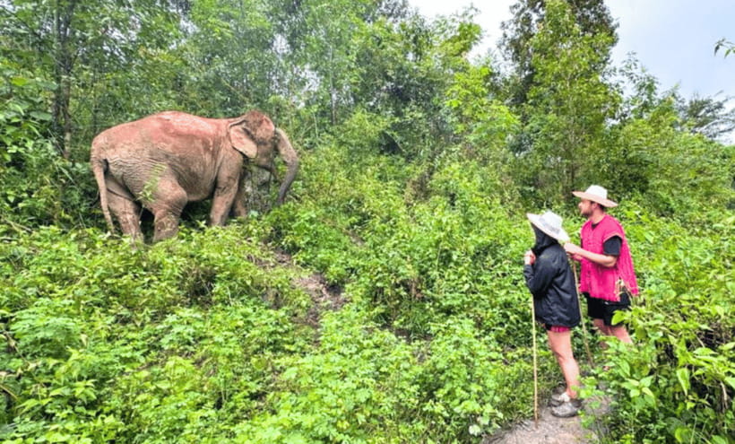 Chiang Mai: Ethical Half Day Elephant Sanctuary & Waterfall - Pad Thai, fruit, tea, and the herbal craft