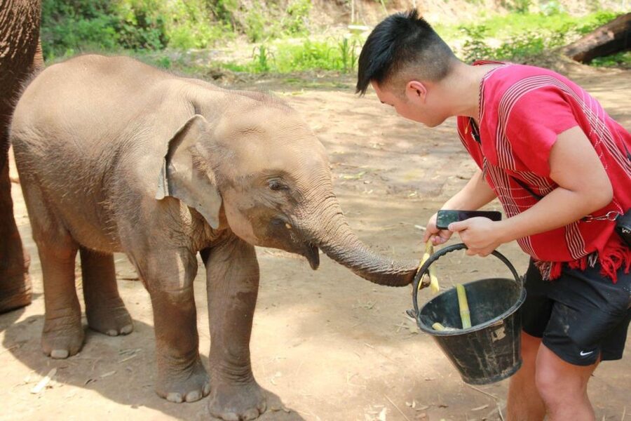 Chiang Mai: Full-Day Kerchor Elephant Eco Park Tour & Trek - Trekking through the countryside to the waterfall