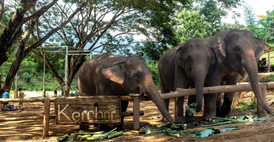 Chiang Mai: Full-Day Kerchor Elephant Eco Park Tour & Trek - Bamboo rafting on a shallow, muddy river