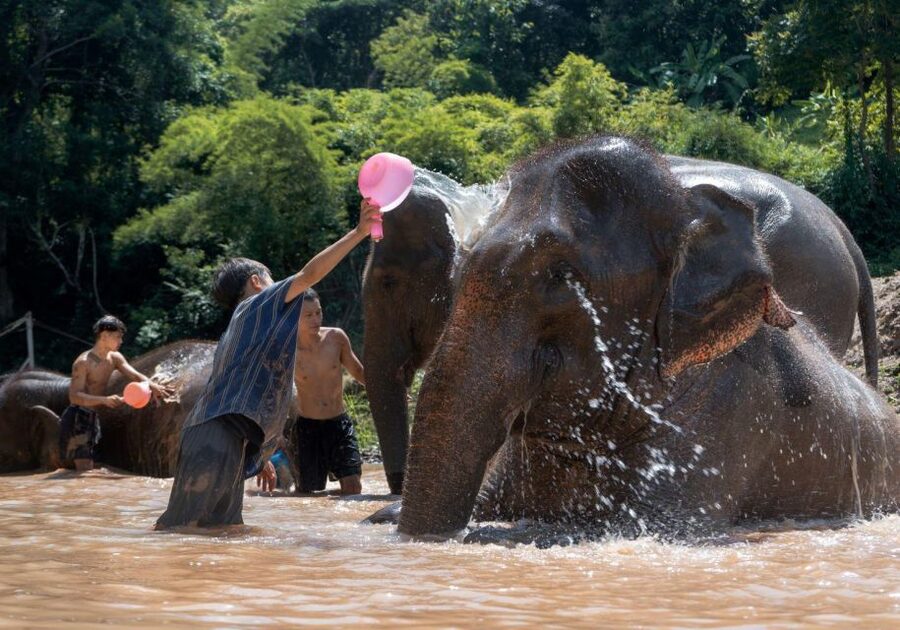 Chiang Mai: Full-Day Kerchor Elephant Eco Park Tour & Trek - Guides, language, and the feel of the day