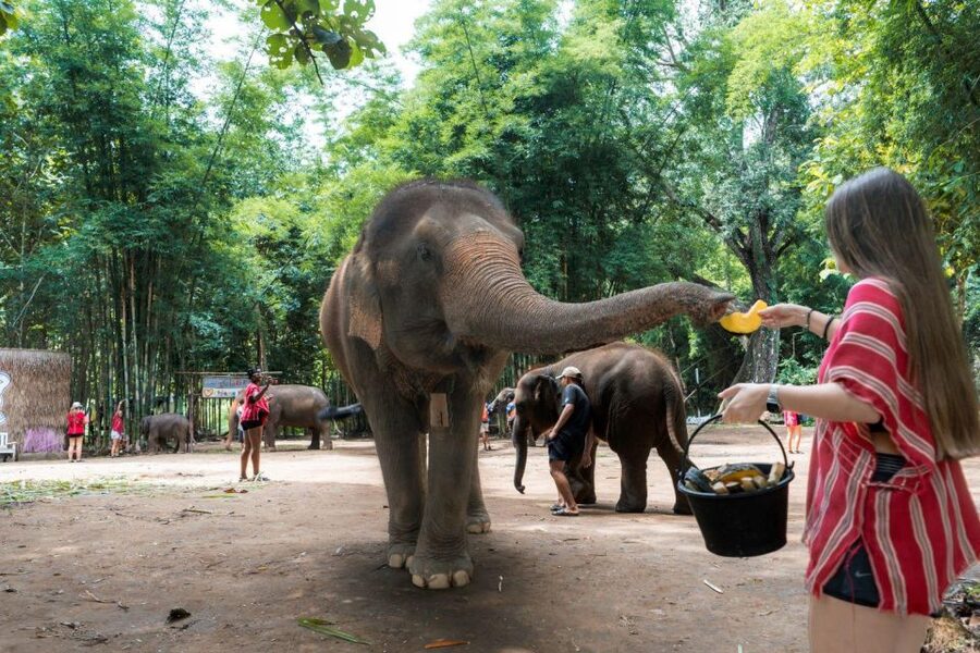 Chiang Mai: Full-Day Kerchor Elephant Eco Park Tour & Trek - What to pack and what to leave behind