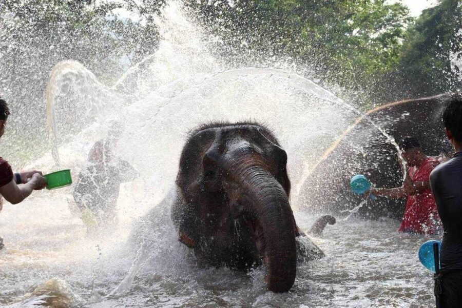 Chiang Mai: Full-Day Kerchor Elephant Eco Park Tour & Trek - Who should book this $57 day?