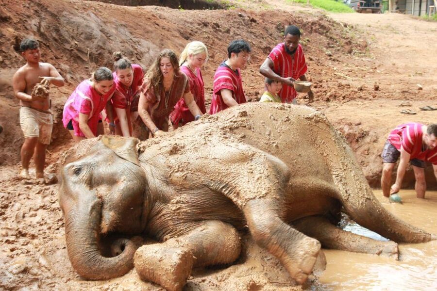 Chiang Mai: Full-Day Kerchor Elephant Eco Park Tour & Trek - Bathing, play, and the herbal medicine activity