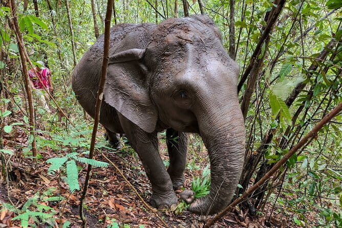 Chiang Mai Half Day Elephant Sanctuary Observation and Waterfall - The mountain road takes patience