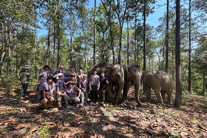 Chiang Mai Half Day Tour: Doi Inthanon Elephant Sanctuary - Feeding, touching, and watching them move