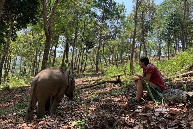 Chiang Mai Half Day Tour: Doi Inthanon Elephant Sanctuary - The road from Chiang Mai can shape your day