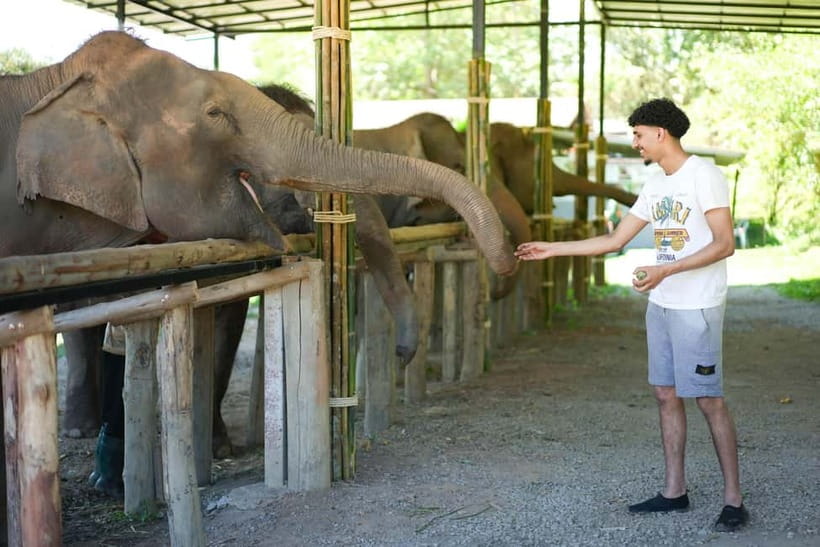 Chiang Mai: Jungle Jumbo Elephant Sanctuary with Waterfall - Key points to know before you book