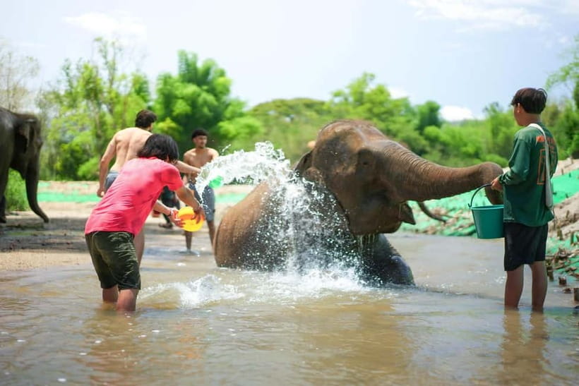 Chiang Mai: Jungle Jumbo Elephant Sanctuary with Waterfall - A six-hour day built around elephants