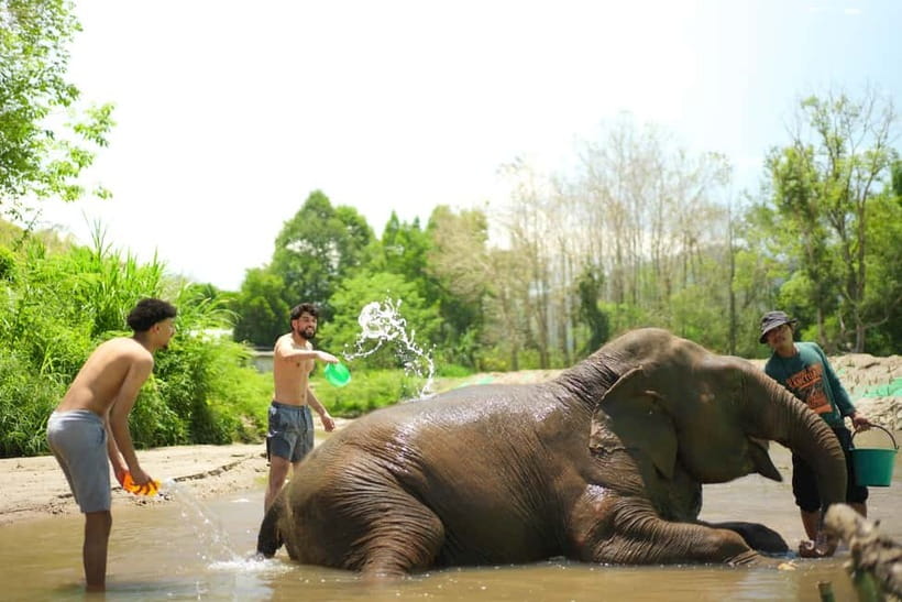Chiang Mai: Jungle Jumbo Elephant Sanctuary with Waterfall - Group size, guides, and the human side of the tour