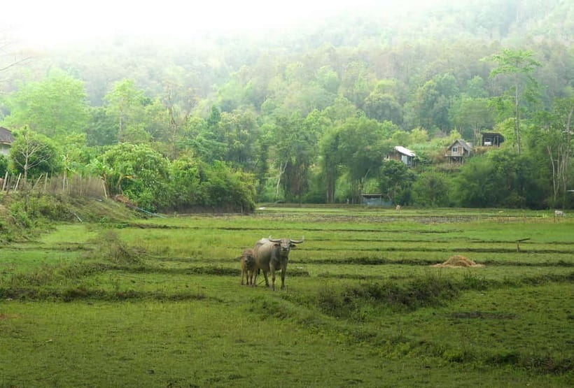 Chiang Mai: Jungle Jumbo Elephant Sanctuary with Waterfall - What to bring for a smoother outing
