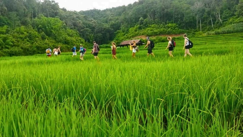 Chiang Mai: Jungle Trek, Elephants care & Bamboo Rafting - Who will enjoy this Chiang Mai day