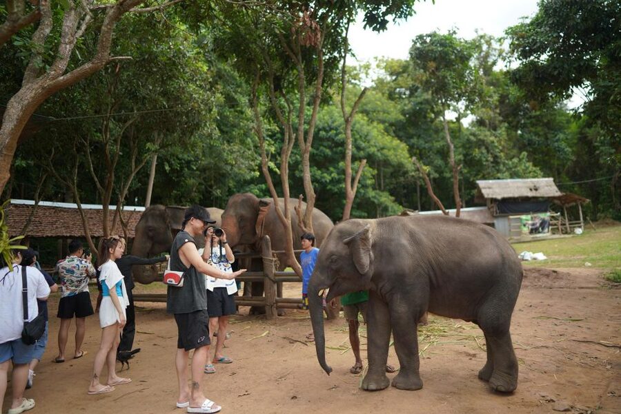 Chiang Mai: National Elephant Care, Rafting, & Ziplines Trip - Why the elephants are the real reason to go
