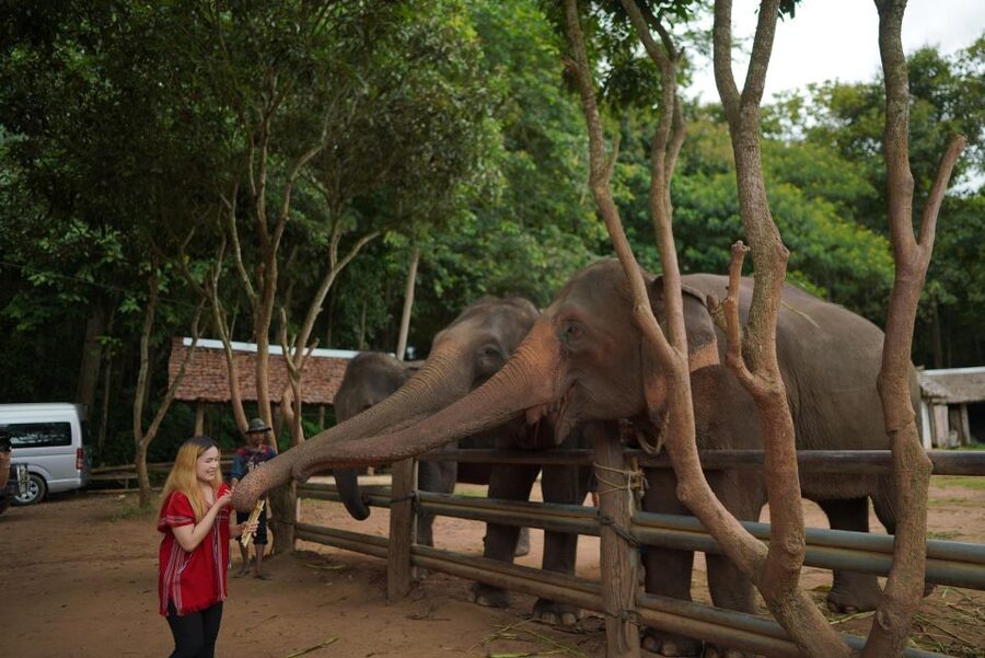 Chiang Mai: National Elephant Care, Rafting, & Ziplines Trip - Who will enjoy this most