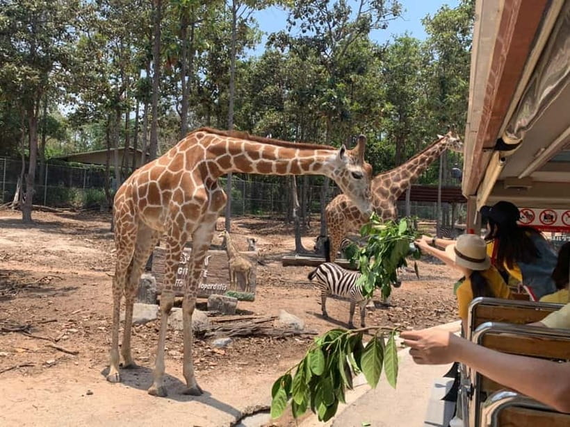Chiang Mai Night Safari: Entry Ticket with Tram Ride - Key Points at a Glance