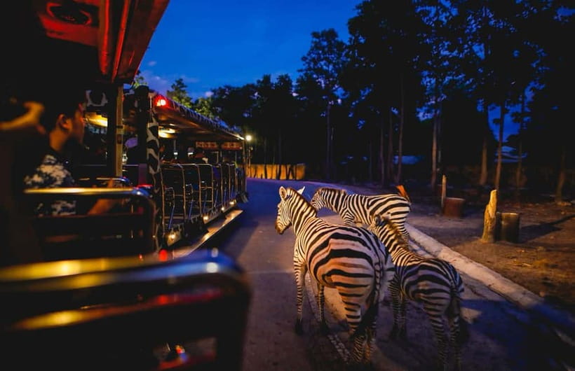 Chiang Mai Night Safari Ticket & Tram Rides Optional Pickup - What kind of night out is this?