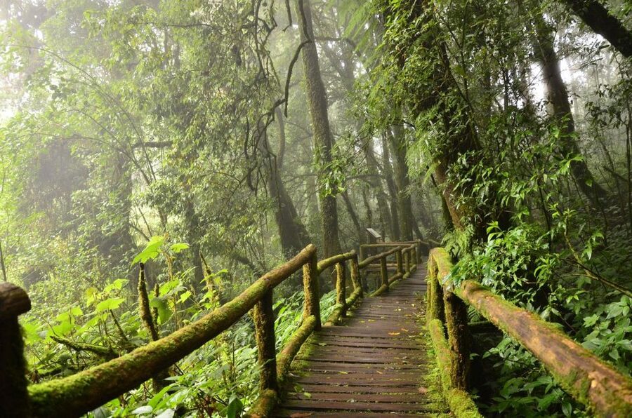 Chiang Mai: Pha Dok Siew Nature Trail & Doi Inthanon Trip - Why the Pha Dok Siew trail is the heart of the day