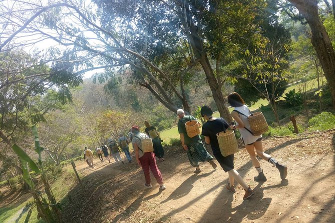 Chiang Mai Private Tour with Tea Plantation, Karen Village, Doi Suthep - Tea country and the itinerary detail to clarify