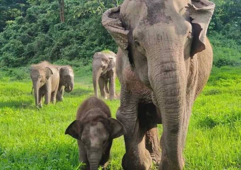 Chiang Mai | TeeTee Elephant Home Elephant Care Half-Day - Clothing, weather, and practical preparation