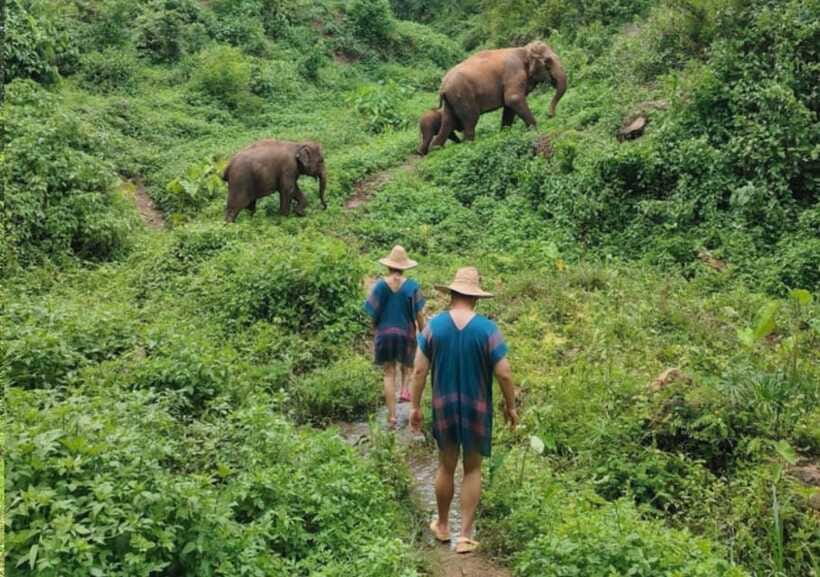 Chiang Mai | TeeTee Elephant Home Elephant Care Half-Day - Walking beside the elephants