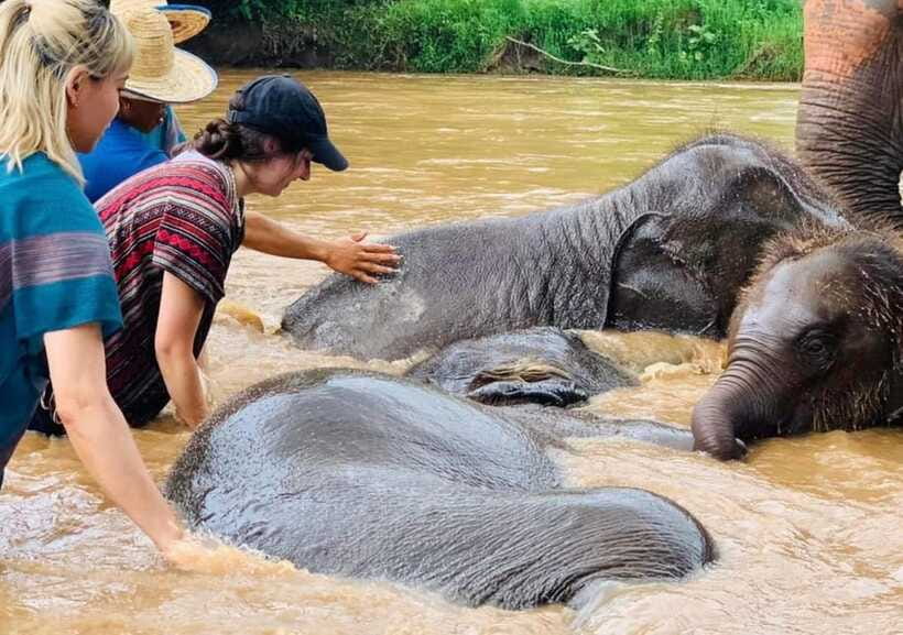Chiang Mai | TeeTee Elephant Home Elephant Care Half-Day - Shower time and the question of ethical care