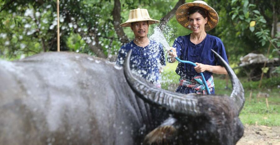 Chiang Mai: Thai Buffalo and Rice Planting Experience - Key points before you book