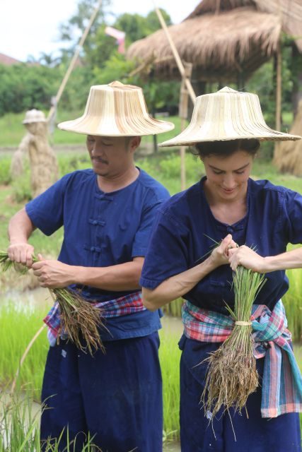 Chiang Mai: Thai Buffalo and Rice Planting Experience - Should you book the Hang Tueng buffalo and rice experience?