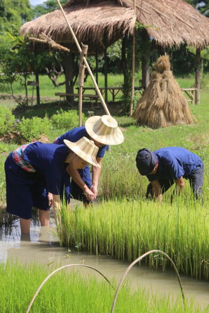 Chiang Mai: Thai Buffalo and Rice Planting Experience - Learning the rice cycle, from nursery to muddy field