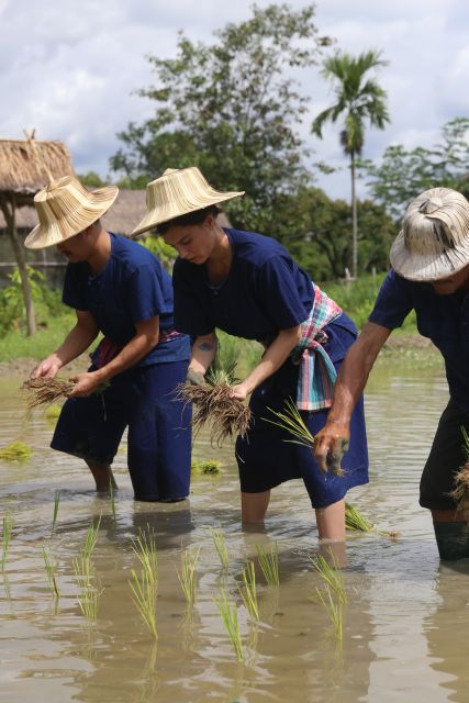 Chiang Mai: Thai Buffalo and Rice Planting Experience - Lunch turns a lesson into a complete half-day outing