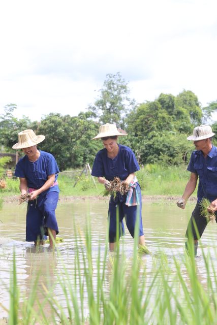 Chiang Mai: Thai Buffalo and Rice Planting Experience - Who will enjoy this Chiang Mai farm experience