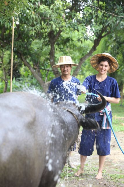 Chiang Mai: Thai Buffalo and Rice Planting Experience - Feeding the Thai buffalo with freshly cut grass