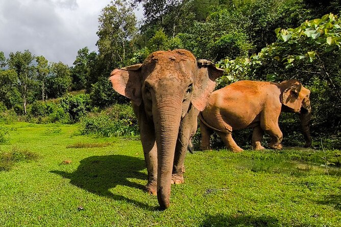 Chiang Mai: Thai Cooking Class and Elephant Sanctuary Observation - A market start at Mae Hia Fresh Market
