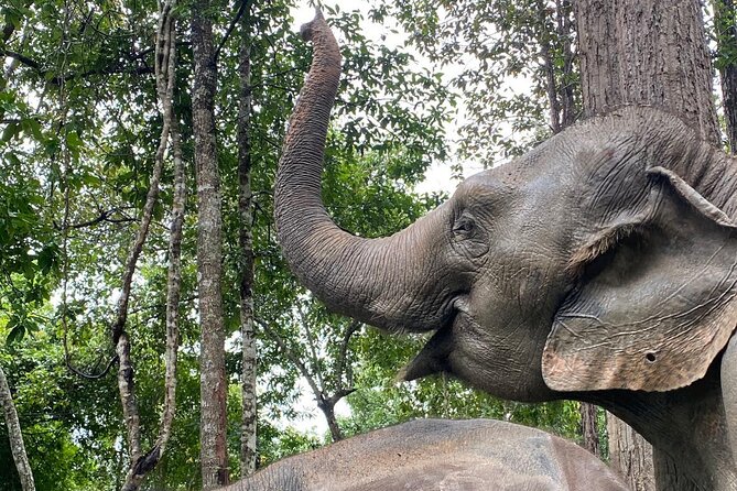 Chiang Mai: Thai Cooking Class and Elephant Sanctuary Observation - What the $87.12 price covers
