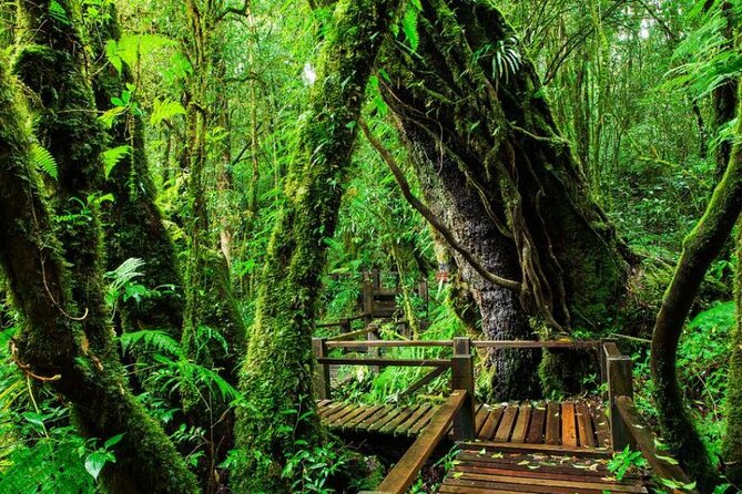 Chiang Mai to Doi Inthanon Full Day Shared Tour - Sirithan Falls offers a quieter forest view