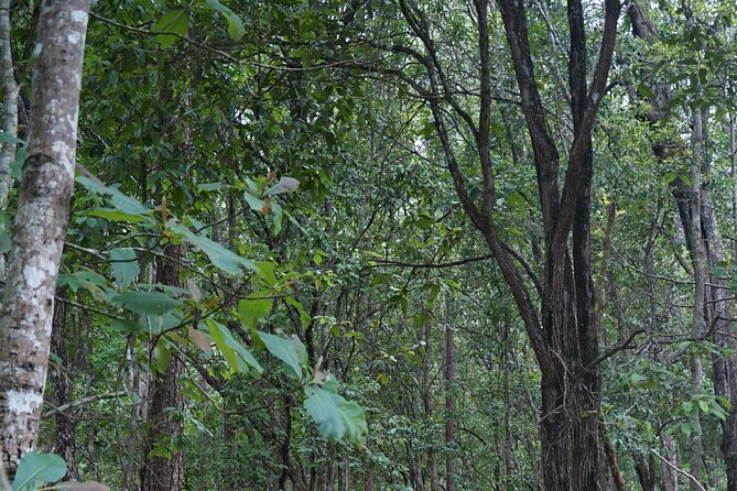 Chiang Mai Trekking Tour :Full day (no rafting) - Group size, timing, and physical demands