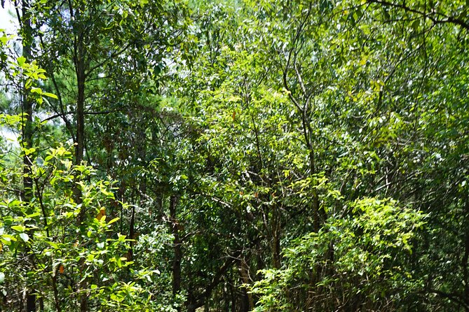 Chiang Mai Trekking Tour :Full day (no rafting) - What the $64.53 price really includes