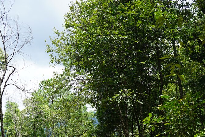 Chiang Mai Trekking Tour :Full day (no rafting) - Hiking the forest trails