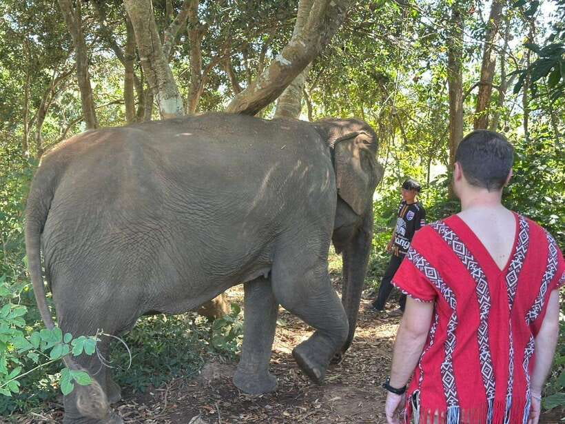 Chiang Mai Untouched Elephant: Nature Walk & Waterfall Trek - Key points at a glance