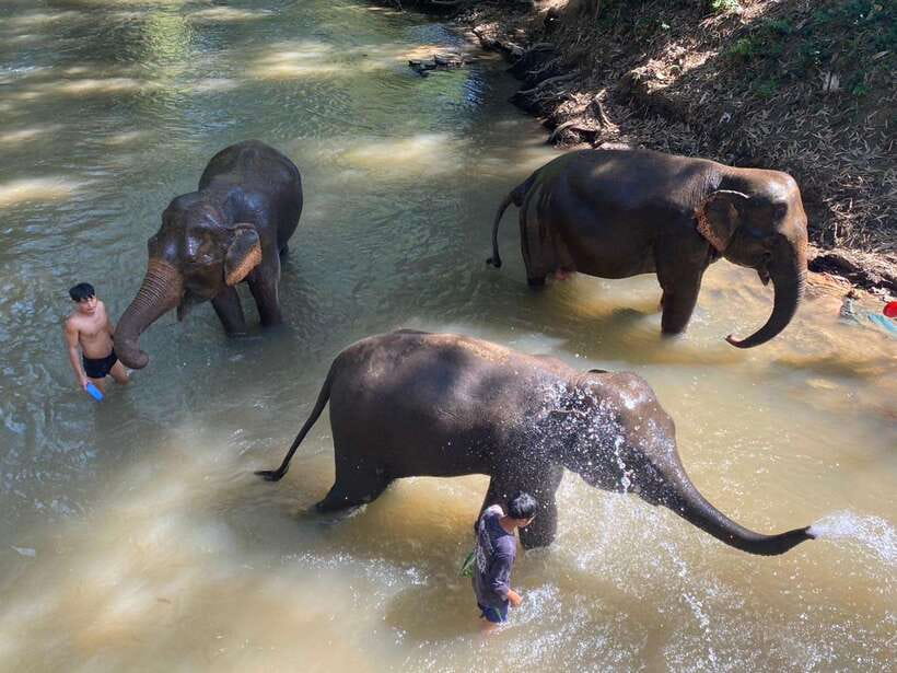 Chiang Mai Untouched Elephant: Nature Walk & Waterfall Trek - Why this elephant outing feels different