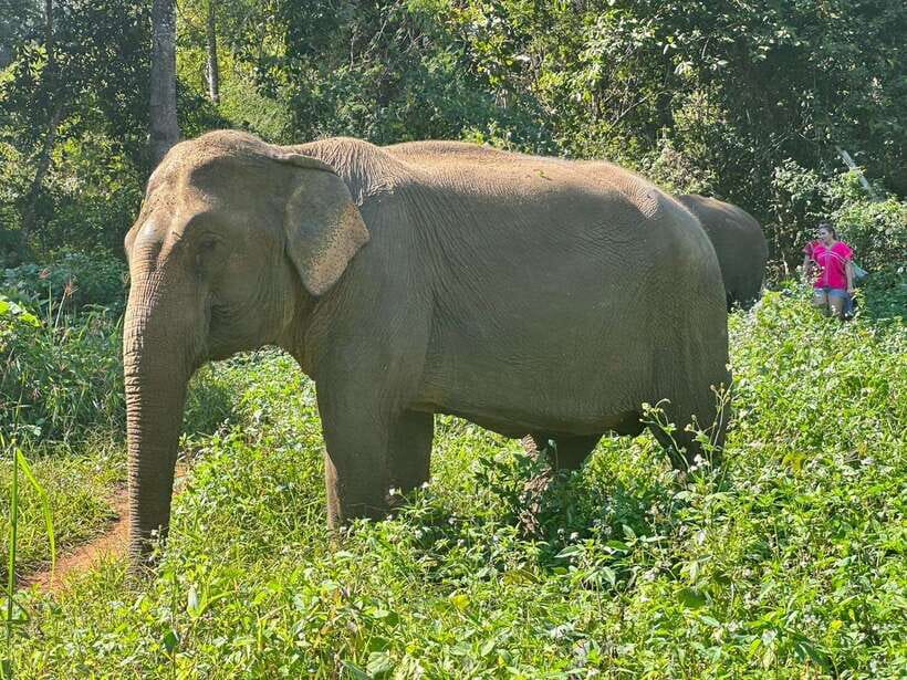 Chiang Mai Untouched Elephant: Nature Walk & Waterfall Trek - Walking through the forest without saddles