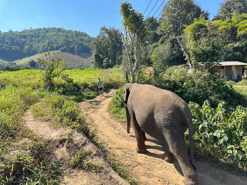Chiang Mai Untouched Elephant: Nature Walk & Waterfall Trek - What $51 gets you