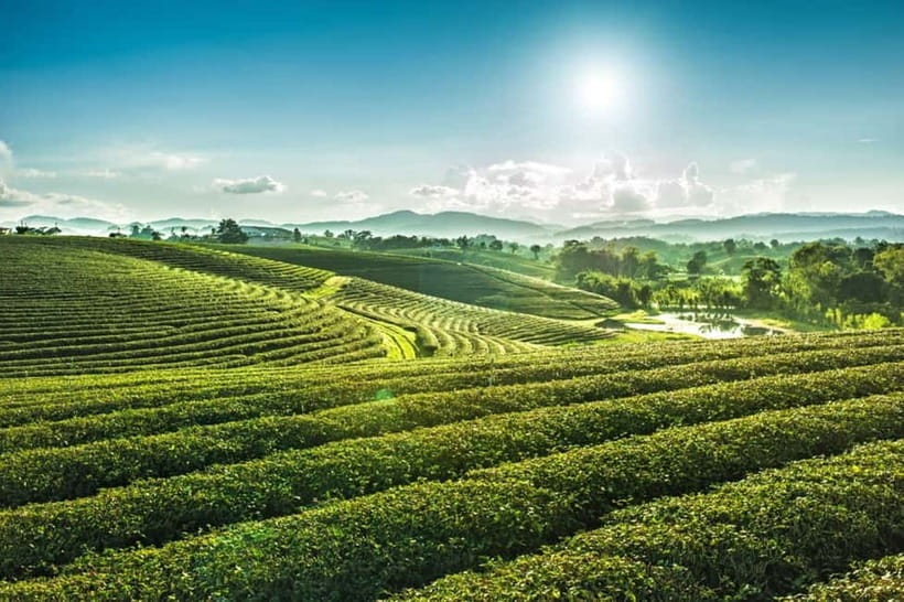 Chiang Rai: 7 Major Sites, Golden Triangle & Tea Plantation - Why this Chiang Rai day works
