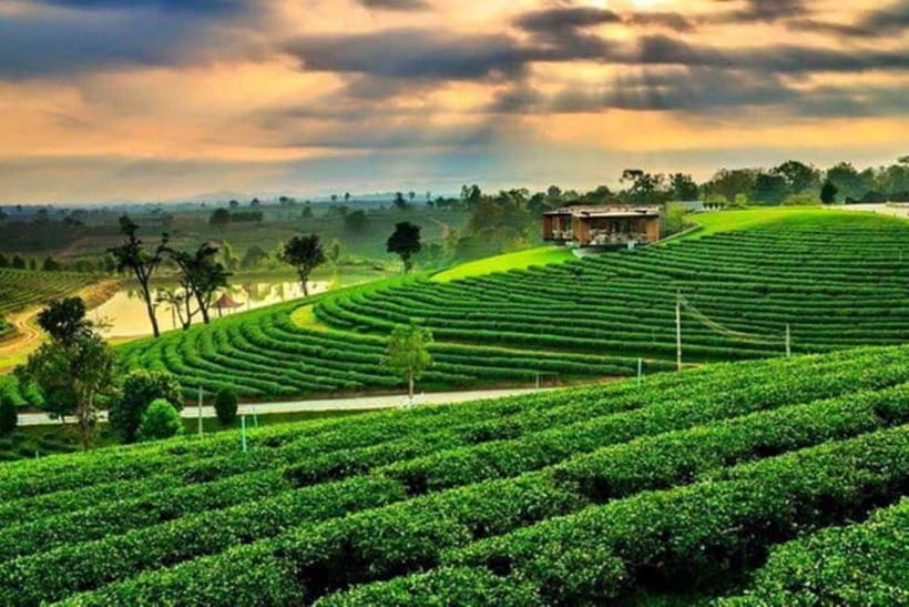 Chiang Rai: 7 Major Sites, Golden Triangle & Tea Plantation - The Opium Museum adds needed context