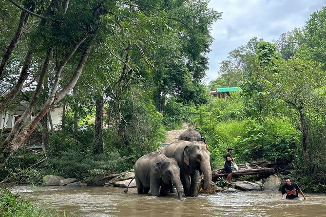 ChiangMai 1DayTour:Elephant Sanctuary,king&queen pagoda,waterfall - Why the elephant visit is the heart of the day
